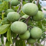 White sapote fruit plant tree 8–10 inch tall for garden available on Amazon