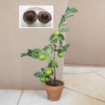 Black sapote fruit tree 1 gallon potted chocolate pudding fruit available on Amazon