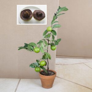 Black sapote fruit tree 1 gallon potted chocolate pudding fruit available on Amazon
