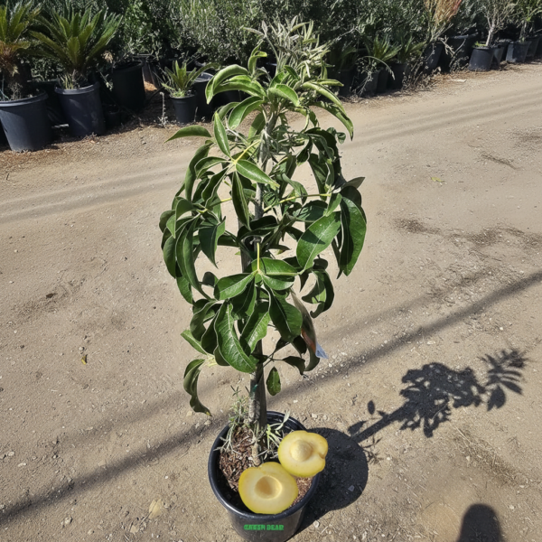 Grafted Suebelle sapote fruit tree for garden planting available on Amazon