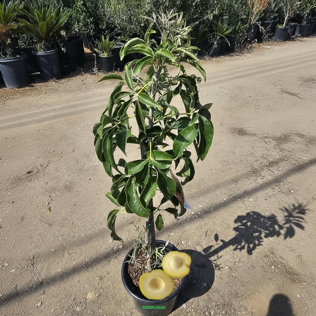 Grafted Suebelle sapote fruit tree for garden planting available on Amazon