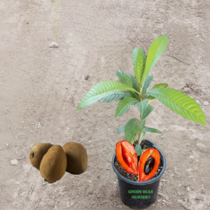 South American mamey sapote fruit tree for garden planting available on Amazon