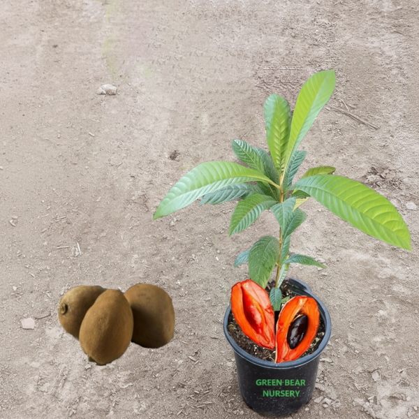 South American mamey sapote fruit tree for garden planting available on Amazon