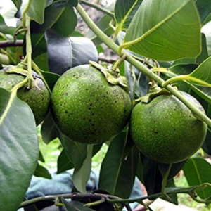 Black Sapote Fruit Tree 1 Gallon Potted AKA Chocolate Pudding Fruit - Image 4