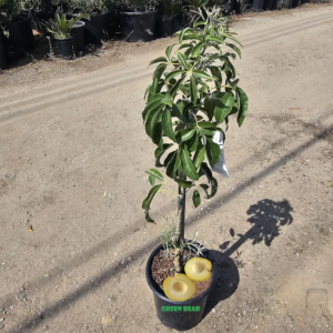 Grafted Suebelle sapote Sapote Fruit Tree - Image 2