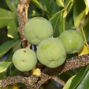 White Sapote Fruit Plant Tree - 8-10 Inc Tall Fruit Tree Plant for Garden - Image 2